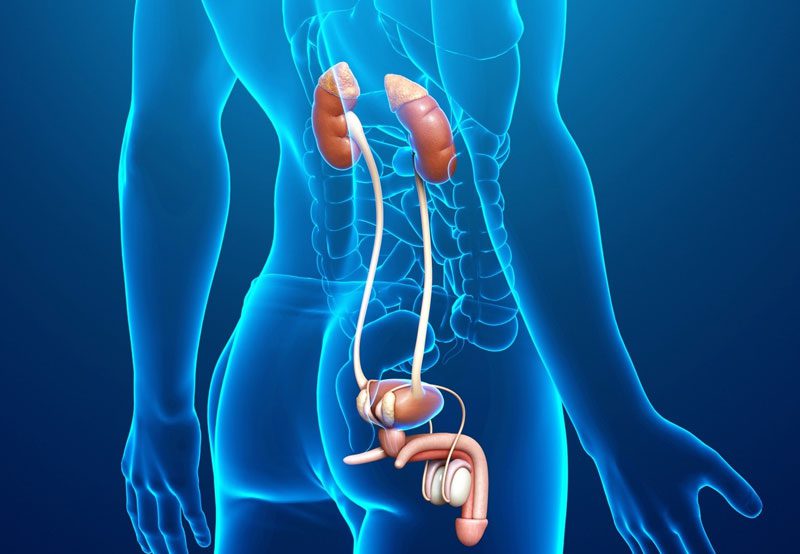 3D-illustration-of-male-urinary-tract-and-reproductive-system 3D-illustration-of-male-urinary-tract-and-reproductive-system