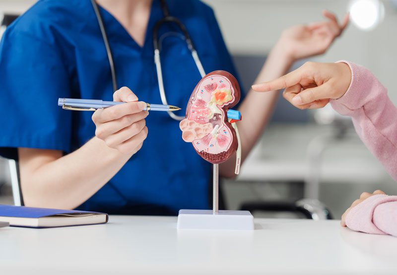 Doctor-explaining-kidney-model-to-patient-during-consultation Doctor-explaining-kidney-model-to-patient-during-consultation