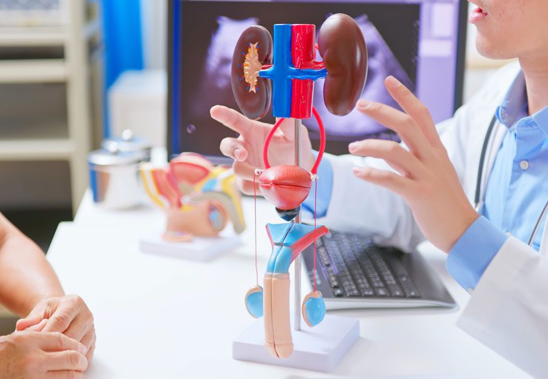 Doctor-explaining-male-urinary-system-model