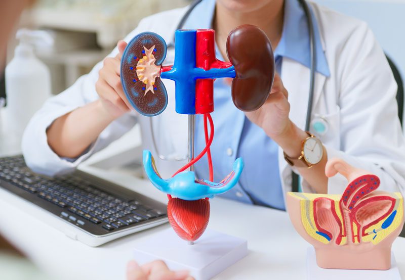 Doctor-explaining-urinary-system-model