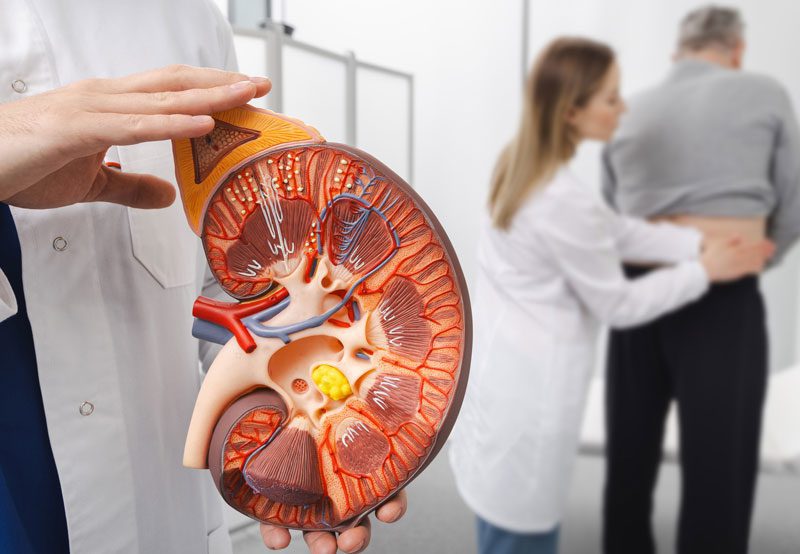 Doctor-holding-kidney-model-during-examination Doctor-holding-kidney-model-during-examination