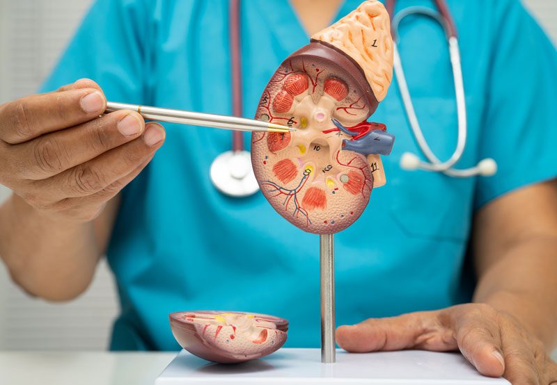 Doctor-pointing-at-kidney-model-during-consultation Doctor-pointing-at-kidney-model-during-consultation