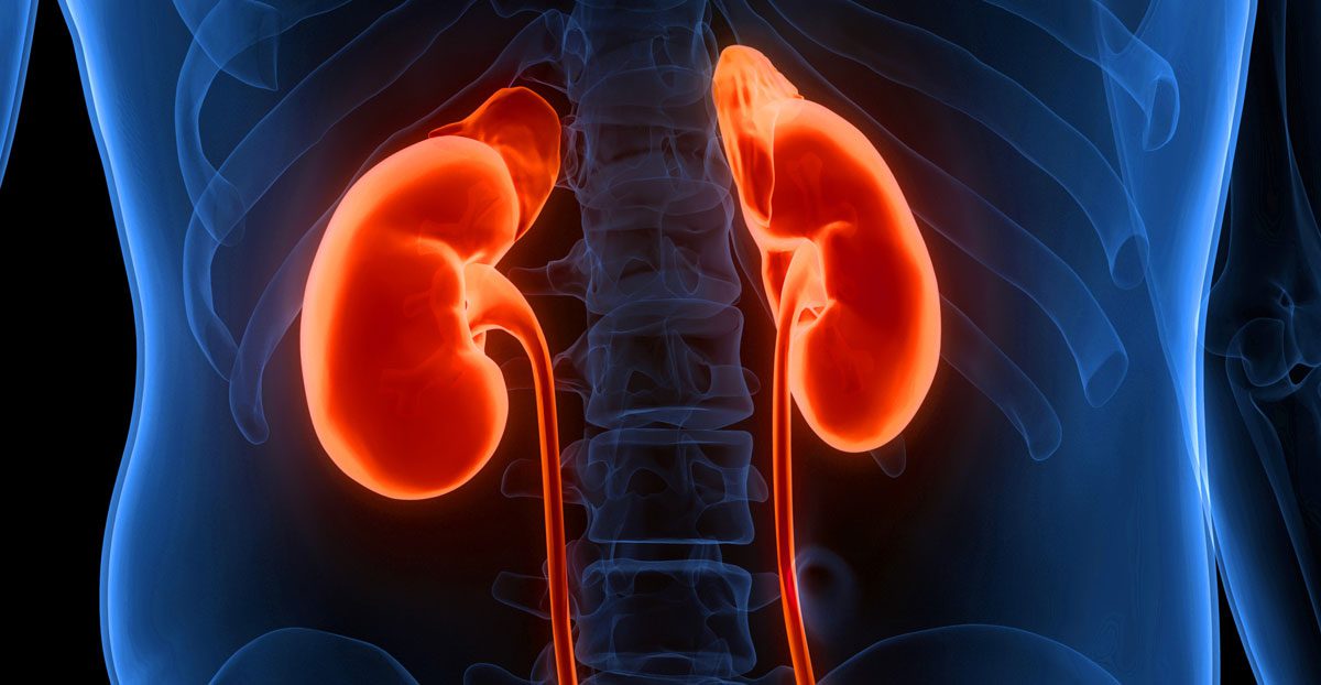 Illustration-of-kidneys-and-urinary-tract-inside-human-body Illustration-of-kidneys-and-urinary-tract-inside-human-body