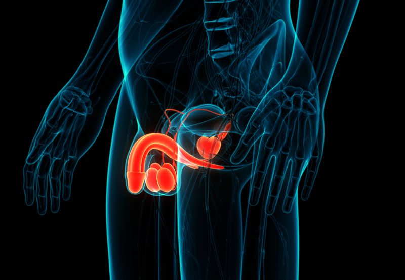 Illustration-of-male-urinary-and-reproductive-system-inside-body Illustration-of-male-urinary-and-reproductive-system-inside-body