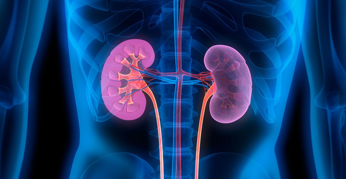 Kidney-anatomy-illustration-inside-human-body Kidney-anatomy-illustration-inside-human-body