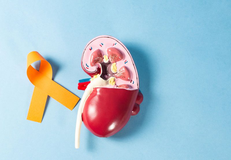 Kidney-model-with-awareness-ribbon-on-blue-background Kidney-model-with-awareness-ribbon-on-blue-background