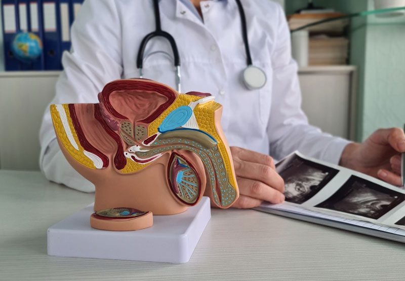 Male-reproductive-system-model-in-urology-consultation-room Male-reproductive-system-model-in-urology-consultation-room