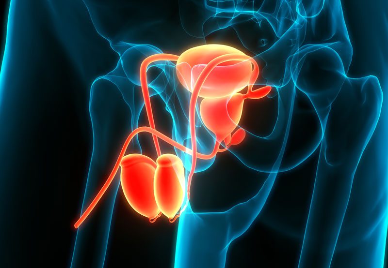 Male-urinary-and-reproductive-system-anatomy-illustration