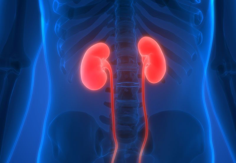 Medical-illustration-of-kidneys-in-human-body Medical-illustration-of-kidneys-in-human-body