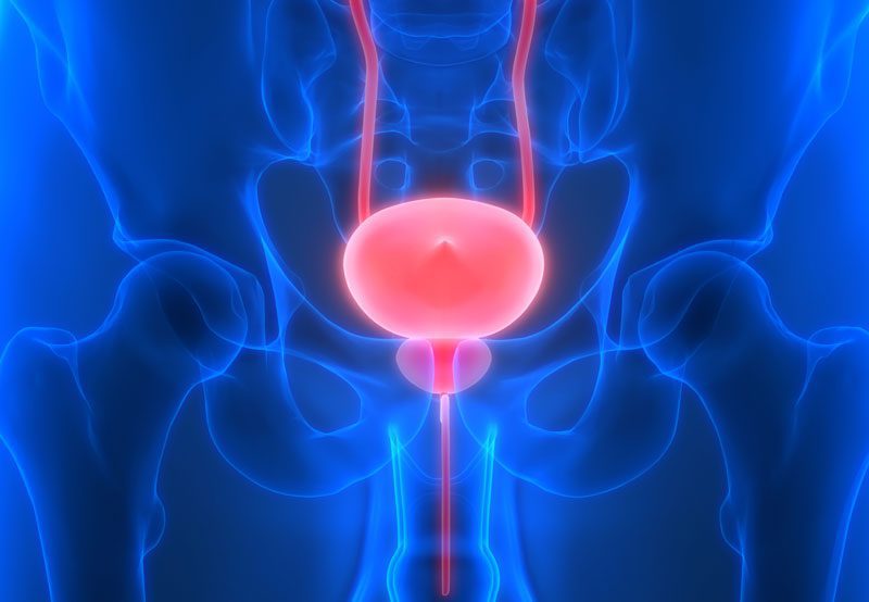 Medical-illustration-of-urinary-system-and-bladder