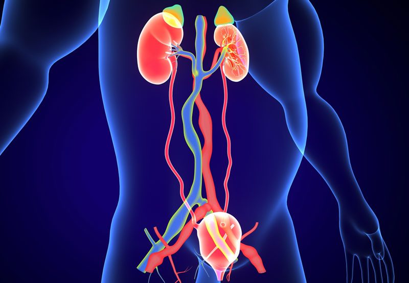 Medical-illustration-of-urinary-system-in-human-body Medical-illustration-of-urinary-system-in-human-body