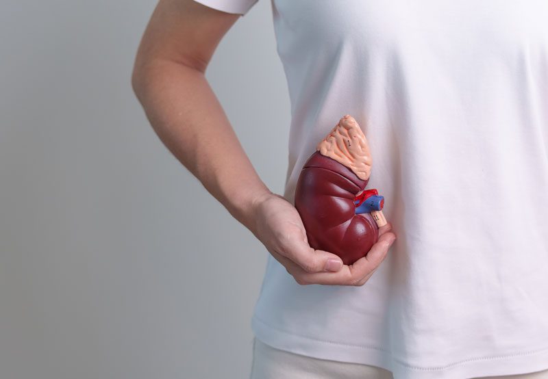 Person-holding-kidney-model-against-lower-back-area Person-holding-kidney-model-against-lower-back-area